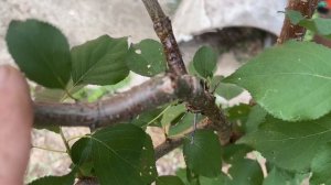 ДЕРЕВО-САД. ЧЕРЕШНЯ