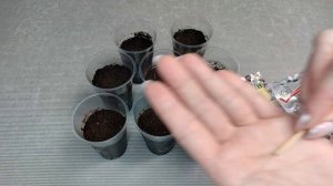 Посев Бакопы на рассаду