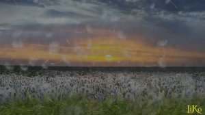 Проект для ProShow Producer - Одуванчики | Dandelions | Free project ProShow Producer