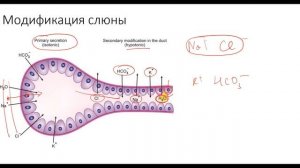 Физиология. Глава 7. Пищеварительный тракт. Слюнные железы