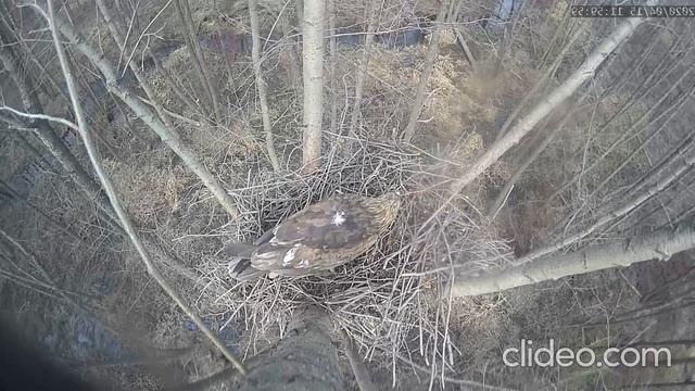 Нижняя Кама, большой подорлик, 2020/04/15 11.59 -12.01 смотреть онлайн