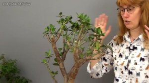 Формирование взрослой крассулы (ч.3).