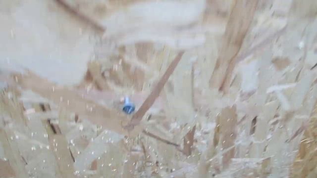Белкунья сбежала всё таки