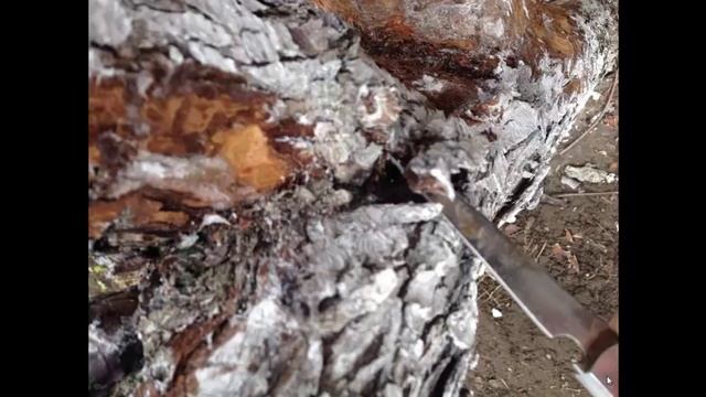 Болезни груш.   Обработка дерева искусственной корой .