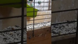 🐥Какарик кричит: "Куда пошла? Ты гляди, ты гляди!😍🌿