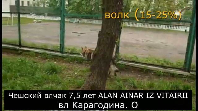 Баланс движения у псовых // Русская борзая, немецкая овчарка, влчак, американский волкособ, волк