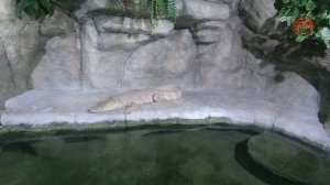 Ялтинский Крокодиляриум | Самая большая коллекция рептилий в Восточной Европе | Крым