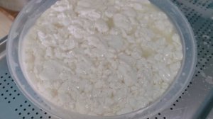 Моцарелла, Скаморца, Косичка / Проверенный способ сделать ВЫТЯЖНОЙ  СЫР из козьего молока