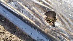 Посев арбуза сеялкой СПЧ 1 и мотоблоком Нева мб2