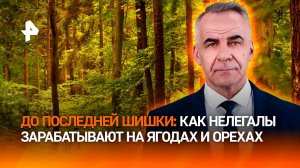 Лесная мафия: кто зарабатывает на нелегальном сборе орехов и ягод