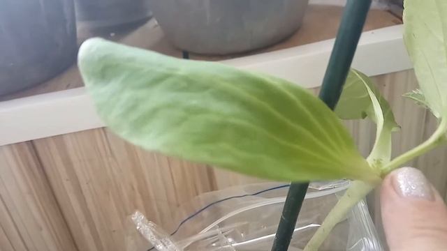 Прививка огурца на кабачок и помидор на картофель смотреть онлайн