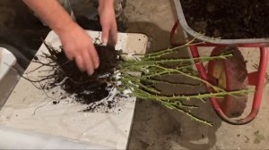 Подготовка саженцев роз для отправки почтой и сдеком!!!