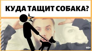 Почему собака рвется с поводка? Куда собака тащит хозяина? Зачем собака тянет поводок и задыхается?