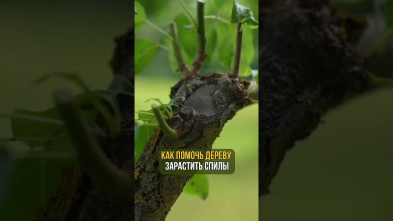 Как помочь дереву зарастить спилы
