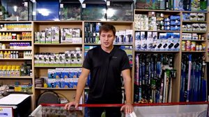 Как и чем правильно кормить аквариумных рыбок