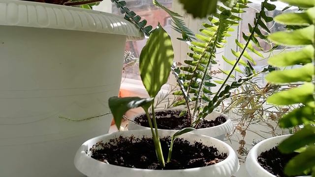 СПАТИФИЛЛУМ смотреть онлайн