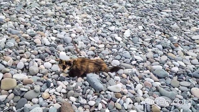 Бло-Бло учится ходить на пляже после укуса собак