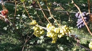 @Виноград Мускат медовий станом на 02 09 22  Виноградник Гергеля