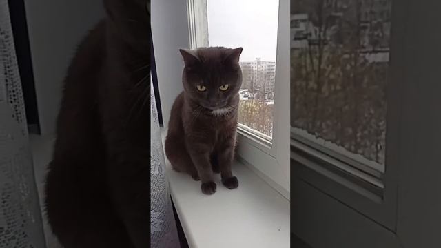 Кот Себа 🐱