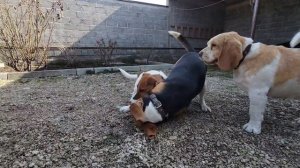 Джек Рассел и Бигль часть 2 [ Jack Russell and Beagle]