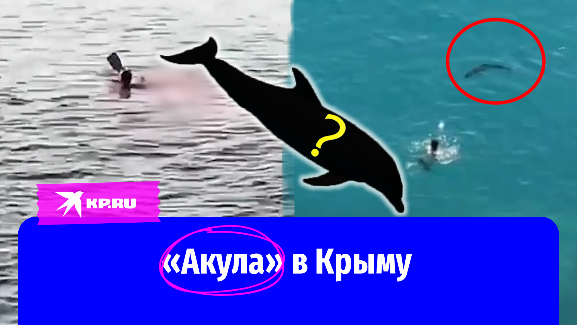 Опасное нападение. Акула в море. Акулы в черном море. Крымская акула. Черноморская акула.