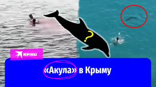 Опасны ли «крымские акулы» для человека?