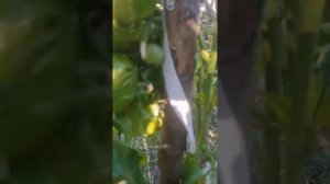 Сорт томата Меллионер