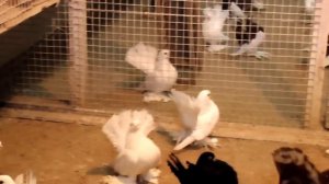 Статные голуби заводчика В.И.Масленникова