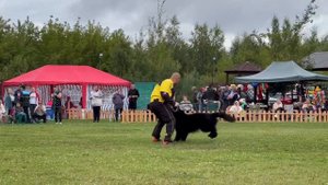 ПП 261 GARRY First Of The Best / Моно немецких овчарок ПК БРОННИЦЫ 10.08.2024