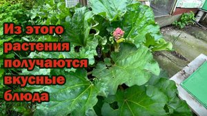 Обязательно посадите в саду ревень!