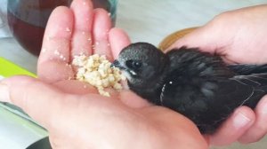 Кормим птенца стрижа. Гаврик.