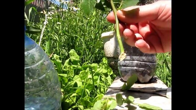 Как размножить вьющуюся плетистую розу черенками