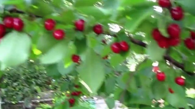 Черешня Валерий Чкалов. Наша дача смотреть онлайн