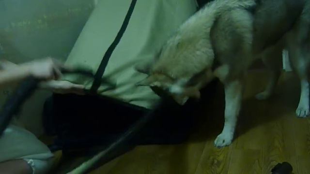 Ежевика и пылесос, часть 2.MOV смотреть онлайн