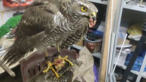 Кормлю ястреба