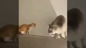 Воспитание котэ