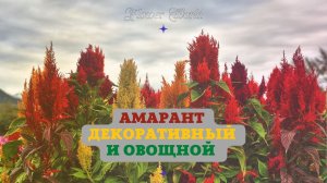 Амарант (декоративный и овощной)