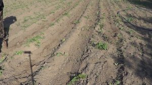 Мотоблок Мтз (Беларус) междурядная обрабатка картофеля плоскорезом