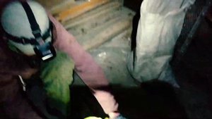 Шишечных дел Мастера Алтайский край сбор кедровой шишки 2 часть