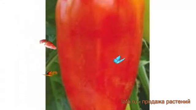 Перец сладкий Болгарец (bolgarets bolgarets) ? Болгарец обзор: как сажать, семена перца Болгарец