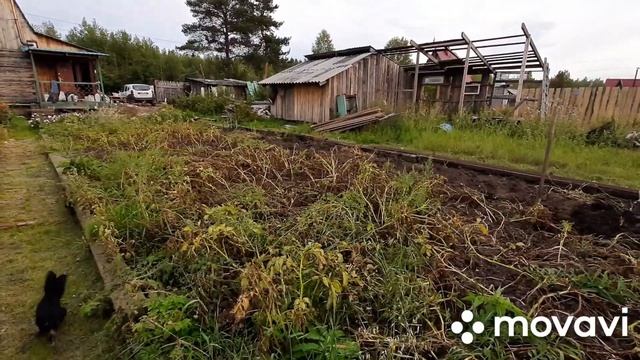 Дети отказались копать картошку. смотреть онлайн