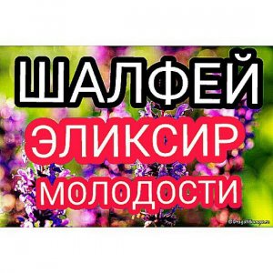 Шалфей - эликсир молодости. Целебные свойства и рецепт приготовления.