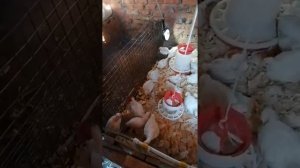 Бройлеры на даче!