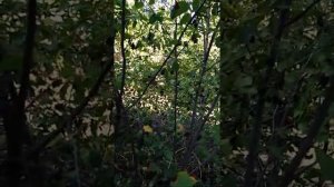 Результат прививки груши на иргу