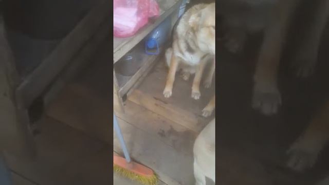 Щенки ищут хозяев. смотреть онлайн