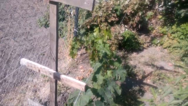 Виноград осенью вызревание лозы на саженцах смотреть онлайн