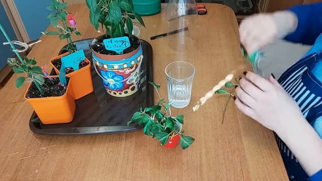 Фуксия. Способы размножения. смотреть онлайн