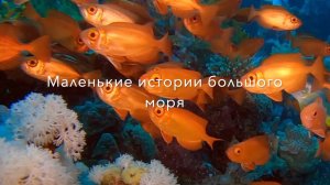 Маленькие истории большого моря