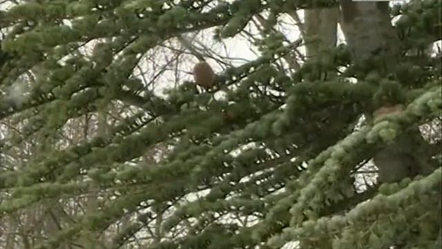 Крымский кедр репортаж смотреть онлайн