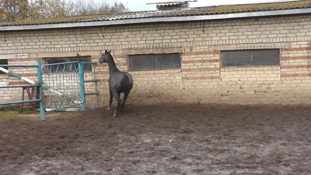 Adair Shael (Alvan - Maskhara Shael), akhal-teke colt. Адаир Шаэль, ахалтекинский жеребец. смотреть онлайн